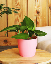Pothos plant